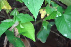 Teinobasis samaritis