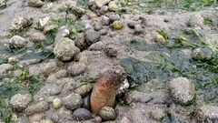 Phyllodocida