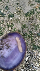 Phyllodocida