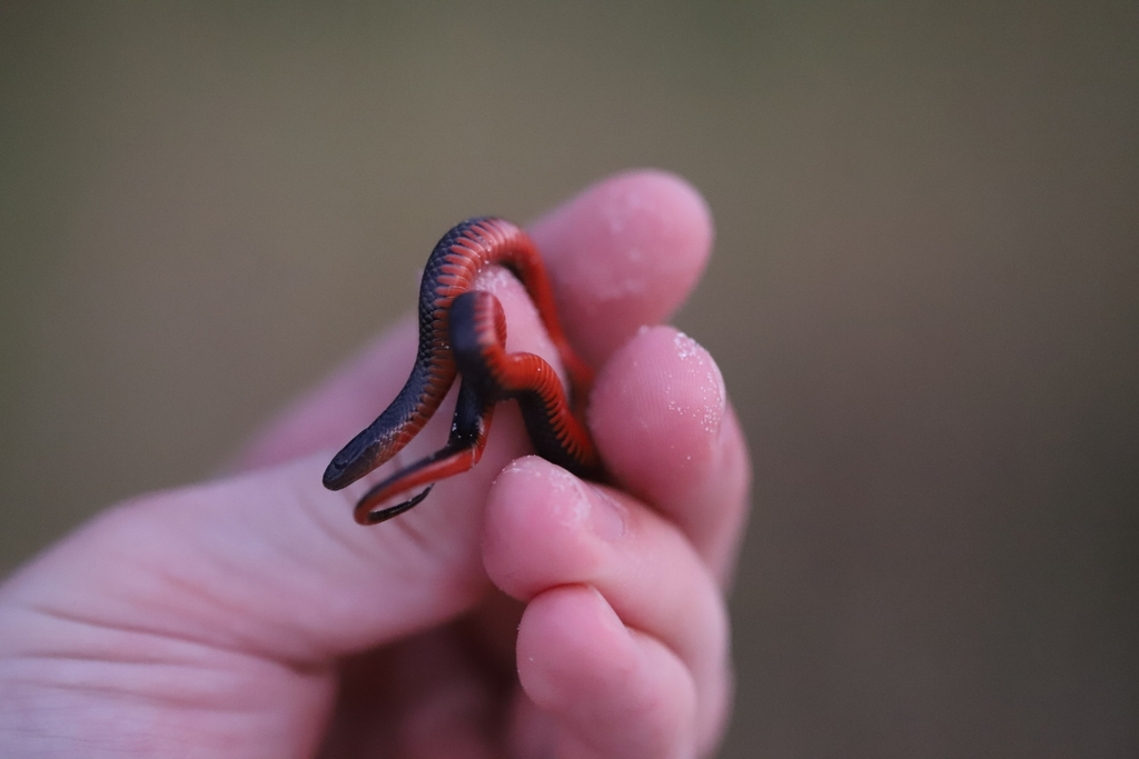 South Florida Swamp Snake