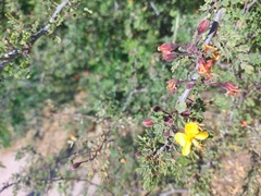 Erythrostemon palmeri