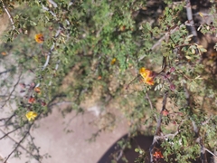 Erythrostemon palmeri