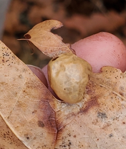 Small Oak Apple Gall Wasp photo 6