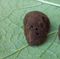 Hydnotrya