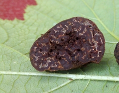 Hydnotrya