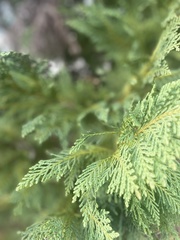 Cupressus × leylandii