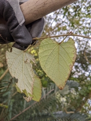Vitis kelungensis