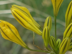 Triteleia crocea