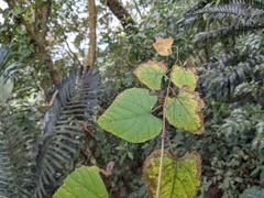 Vitis kelungensis