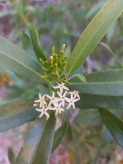 Vallesia laciniata