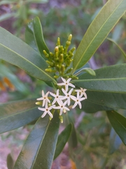 Vallesia laciniata
