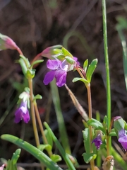 Collinsia sparsiflora collina