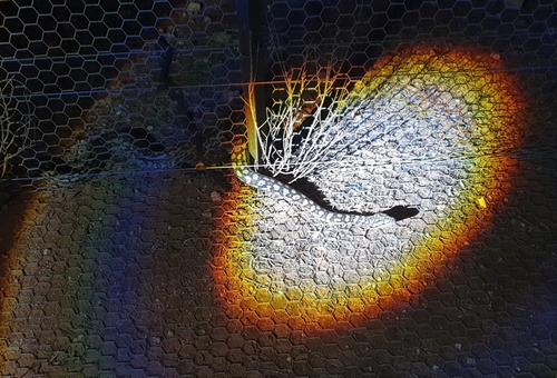 Inland Carpet Python sighting