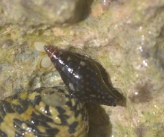 Mitrella ocellata