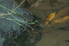 Teinobasis samaritis