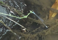 Teinobasis samaritis