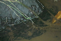 Teinobasis samaritis