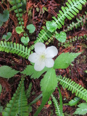 Anemonastrum deltoideum