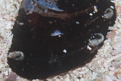 Apletodon pellegrini