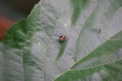 Choreutis xanthogramma