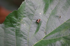 Choreutis xanthogramma
