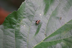 Choreutis xanthogramma