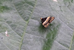 Choreutis xanthogramma