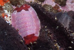 Rhyssoplax polita