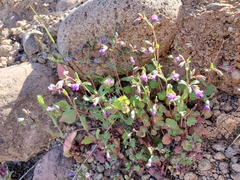 Collinsia sparsiflora collina