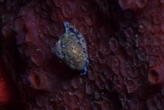 Cinysca dunkeri