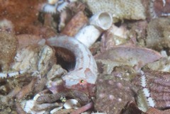 Apletodon pellegrini