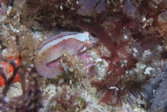 Apletodon pellegrini
