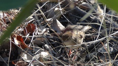 Cisticola chiniana
