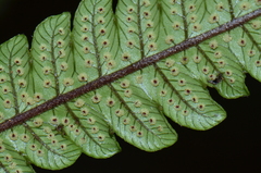 Goniopteris francoana