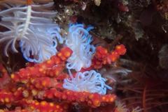 Phyllodesmium horridum