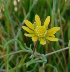 Blennosperma bakeri