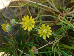 Blennosperma bakeri