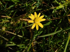Blennosperma bakeri