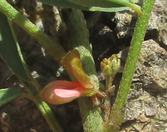 Indigofera cryptantha image