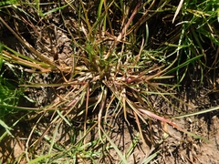 Blennosperma bakeri