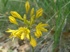Triteleia crocea