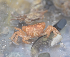 Cyclograpsus integer