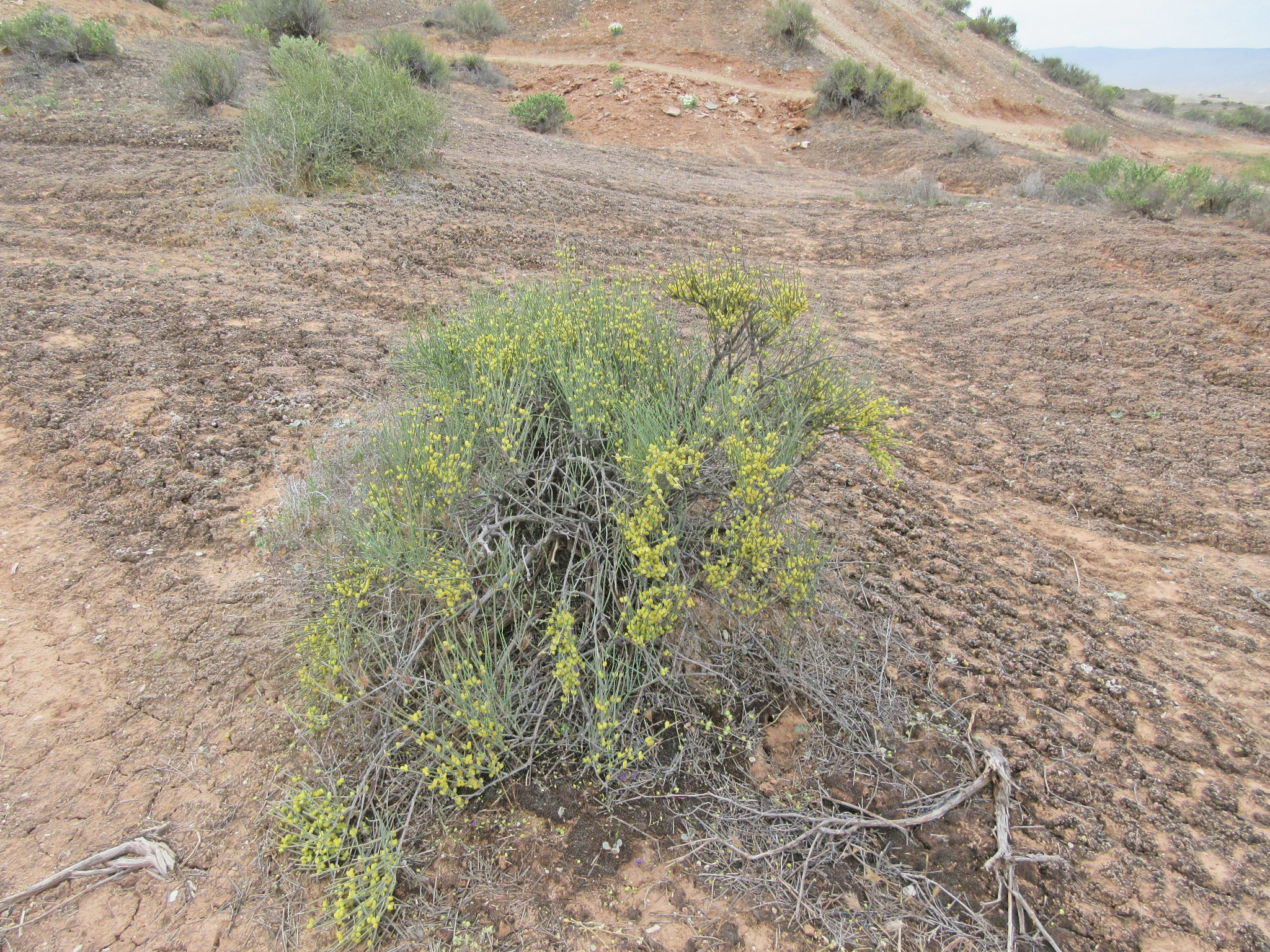 Ephedra torreyana var. torreyana