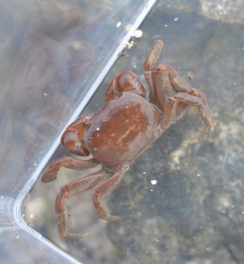 globose shore crab