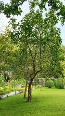 Ficus annulata