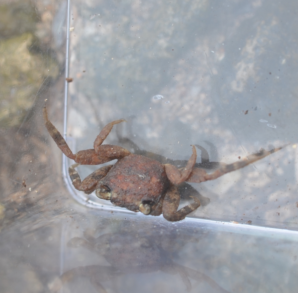 humic marsh crab