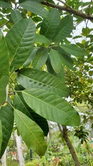 Ficus annulata