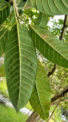 Ficus annulata