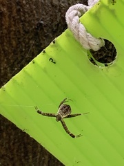 Argiope aetheroides