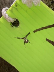 Argiope aetheroides